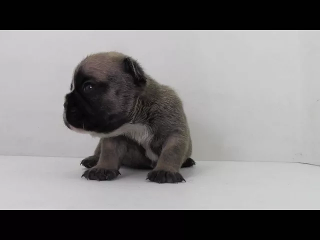 動画