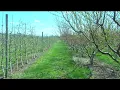 Crozet peach orchard keeping an eye on temperatures