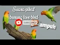 Download Lagu Suara pikat burung love bird MP3// 💯 AMPUH