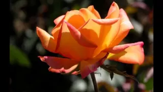                                حاضر يا زهر محمد منير     دندنها