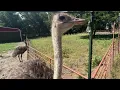 Homelander The Big Friendly Ostrich