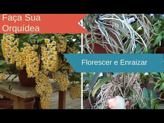 FAÇA SUA ORQUÍDEA FLORIR E ENRAIZAR COM ESTA SUPER ADUBAÇÃO!