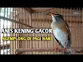 Download Lagu burung Anis kening gacor