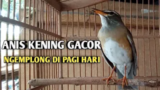 burung anis kening gacor