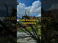 Download Lagu Lagu viral MATA KARANJANG-Gunawan.cover-Rio Adam
