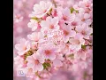 樱花你好 벚꽃안녕 (Chinese Ver.)