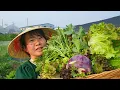 Download Lagu Buổi Chiều Ra Vườn Thu Hoạch Rau Xà Lách, Rau Cúc Tần, Rau Cải Việt Nam