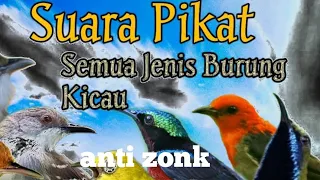 Download Suara pikat MP3 semua burung anti zonk MP3