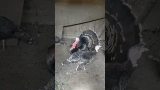 تربيه الرومي في البيت 