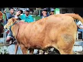 Download Lagu 5 juta !! Limousin Calon Babon Jumbo Harga Murah !! Pasar Sapi Tuban