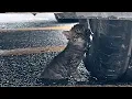 Download Lagu The lost kitten curled by the wheel, crying desperately, unaware her mother was gone forever.