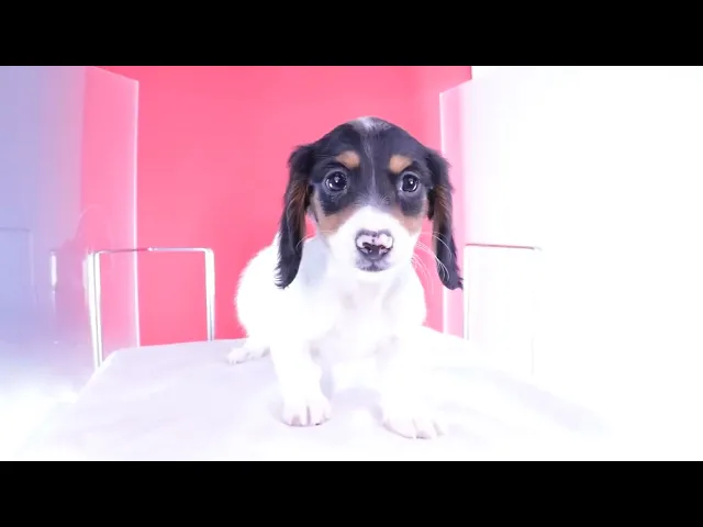 動画