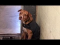 Adopt a Dog Today - Suncoast Humane Society