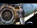 Download Lagu Surprising discovery in ancient swamp oak stump