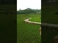 Download Lagu Jalan indah di tengah sawah Bikin Betah #nostalgia #viralvideo #nostalgiajamandulu #wisata #music