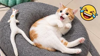 😂 Try Not to Laugh | Funniest Cat & Dog Videos That Will Make Your Day! 🐱🐶