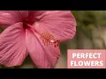 What Is Hermaphrodite Hermaphrodite Meaning Explained