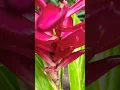 Download Lagu Insulin plant producing seeds