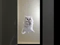 Download Lagu Jumping Cat | jump(Kris Kross)