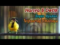 Download Lagu PANCINGAN SOGON TROTOL NDASI AGAR CEPAT RESPON BUNYI‼️CUIT CUIT CERR BIKIN SOGONMU AUTO NGKLEPER
