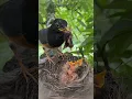 Xiao MAO couldn't eat it and eventually fed it to Da MAO #birds