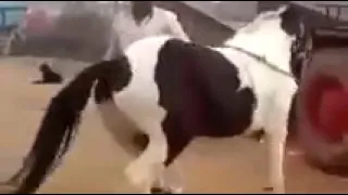  حصان باكستاني بيرقص روووووعة دندنها