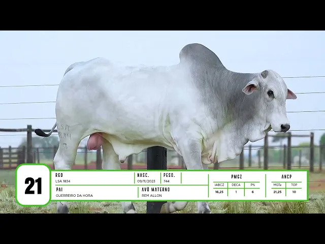 Touro Nelore LSA - 1834