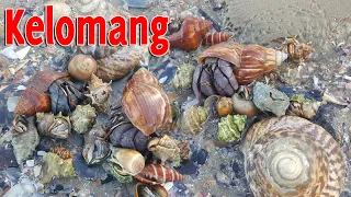 Download MENCARI KELOMANG UMANG UMANG BESAR DI TEPI PANTAI MP3