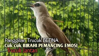 Download Trucuk BETINA memanggil Jantan Cuk Cuk BIRAHI AMPUH untuk Pancingan Trucukan Gacor Bahan CEPAT EMOSI MP3