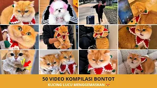 50 Video Kucing Bontot Paling Menghibur! Kompilasi Tingkah Lucu dan Kocak
