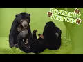 Download Lagu De 3 JONGE MALEISE BEREN SPELEN met elkaar! 🐻🐻🐻