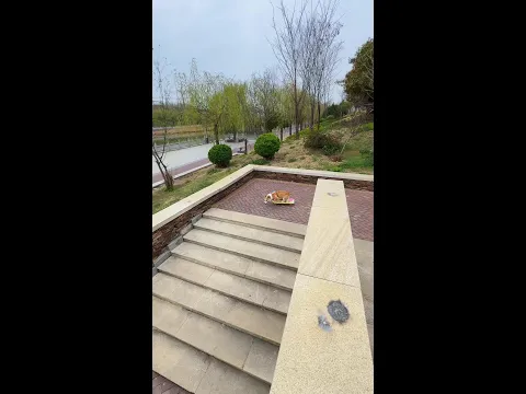 Ask your brothers to try skateboarding in September. Dogs skateboarding. Dog skills. Dogs. Animals