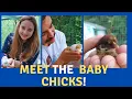 Meet the baby chicks