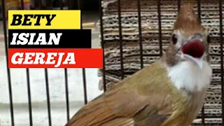 suara cucak jenggot betina isian gereja