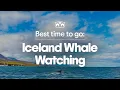 The Best Time to Go on an Iceland Whale Watching Trip