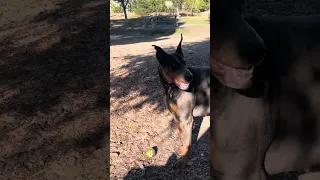 #fyp #dream #doberman #pets #youtube