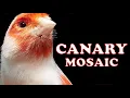 Lagu Mosaic CANARY 12h Training song