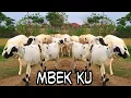 Download Lagu MBEK KU SAYANG KU! Lagu Dimana Anak Kambing Saya