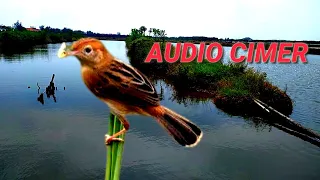 suara burung cici padi pala merah jantan gacor dor