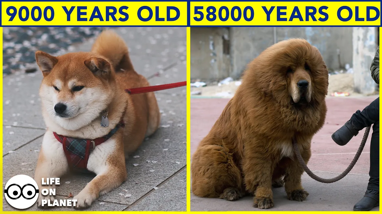 The Oldest Dog Breeds In The World | Evolution of Dogs