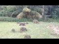 CAPYBARA ATTACK HILARIOUS