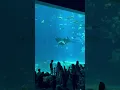 Download Lagu Georgia Aquarium: Largest Aquarium in the United States