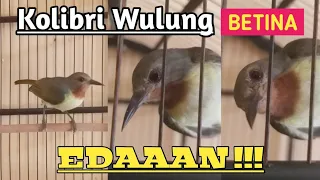 Download Kolibri wulung betina gacor/kolibri mucang betina gacor dor full isian mewah MP3