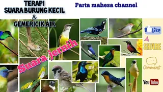 terapi suara air dan burung kecil di alam liar ampuh untuk burung macet bunyi drop mental