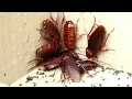 Is a Palmetto Bug Really Just a Cockroach