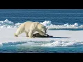 Download Lagu Surviving Earth’s Most Extreme Environments