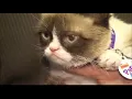 Grumpy Cat, internet meme queen, passes away