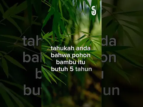 Motivasi dari pohon bambu #motivasi