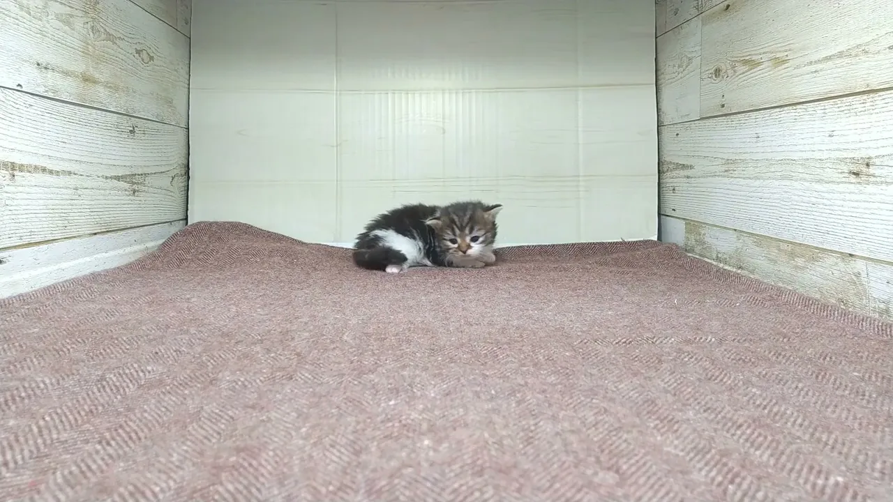 動画