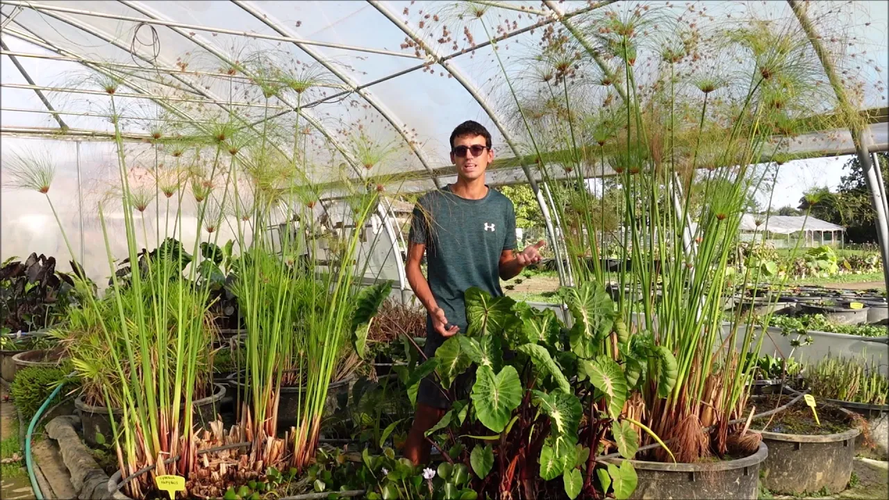 Papiri, le diverse specie di Cyperus per abbellire il tuo laghetto o terrazzo